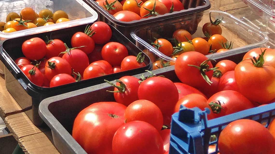 A variety of freshly picked tomatoes.