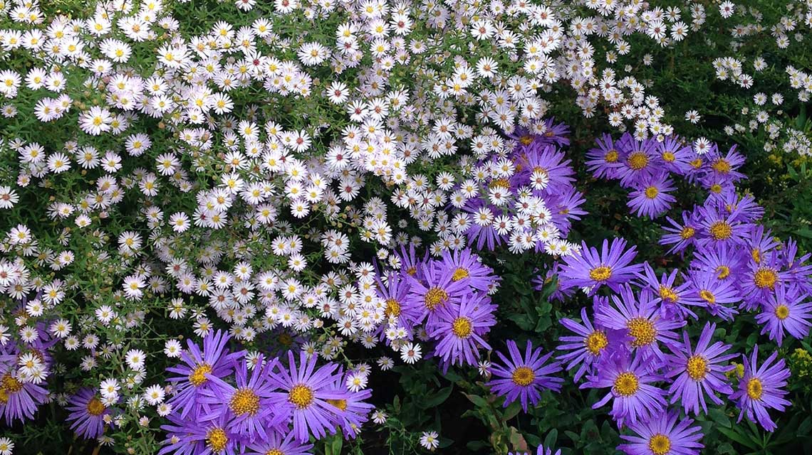 Michaelmas daisies at Picton Garden.
