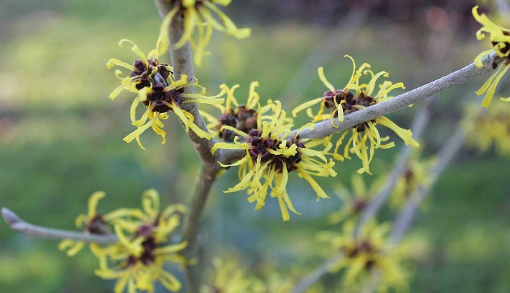 Witch Hazel: Hamamelis x intermedia ‘Pallida'