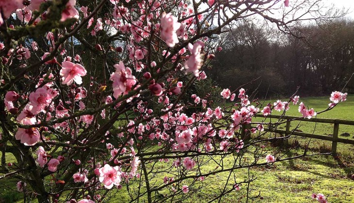 The pink blossom of Prunus x blireana