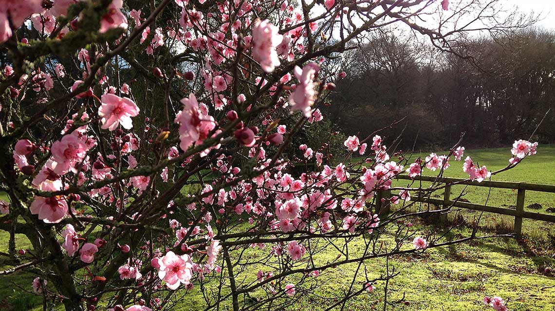The pink blossom of Prunus x blireana