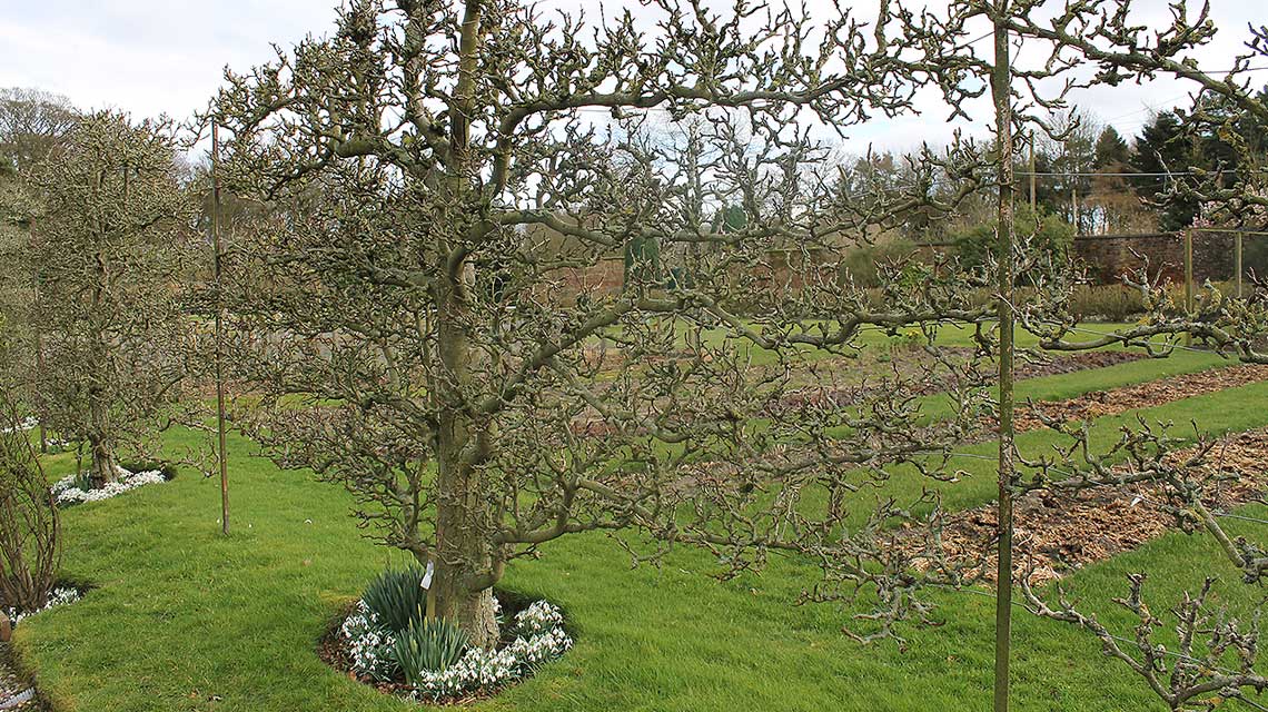 Pear tree st Rode Hall with snowdrops blooming at the base