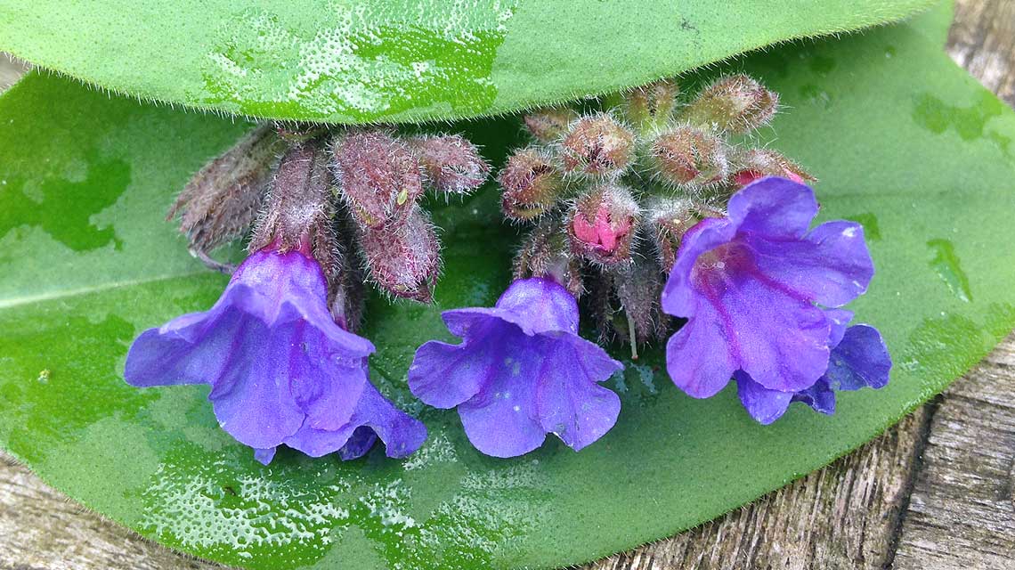 Pulmonata