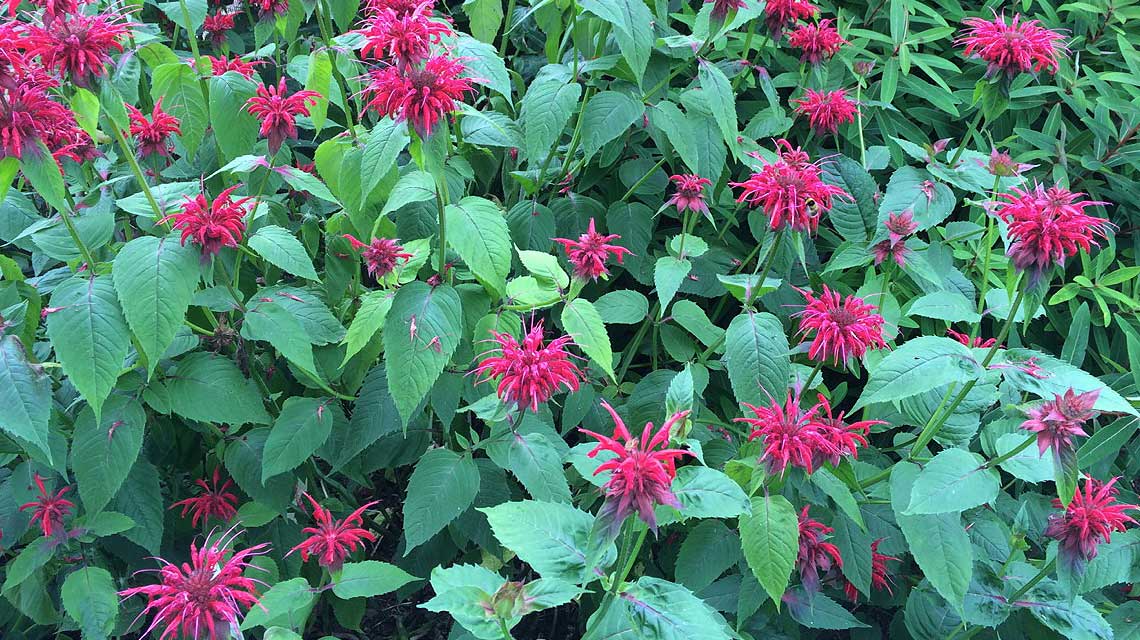 A cerise mass of Monarda in a garden border