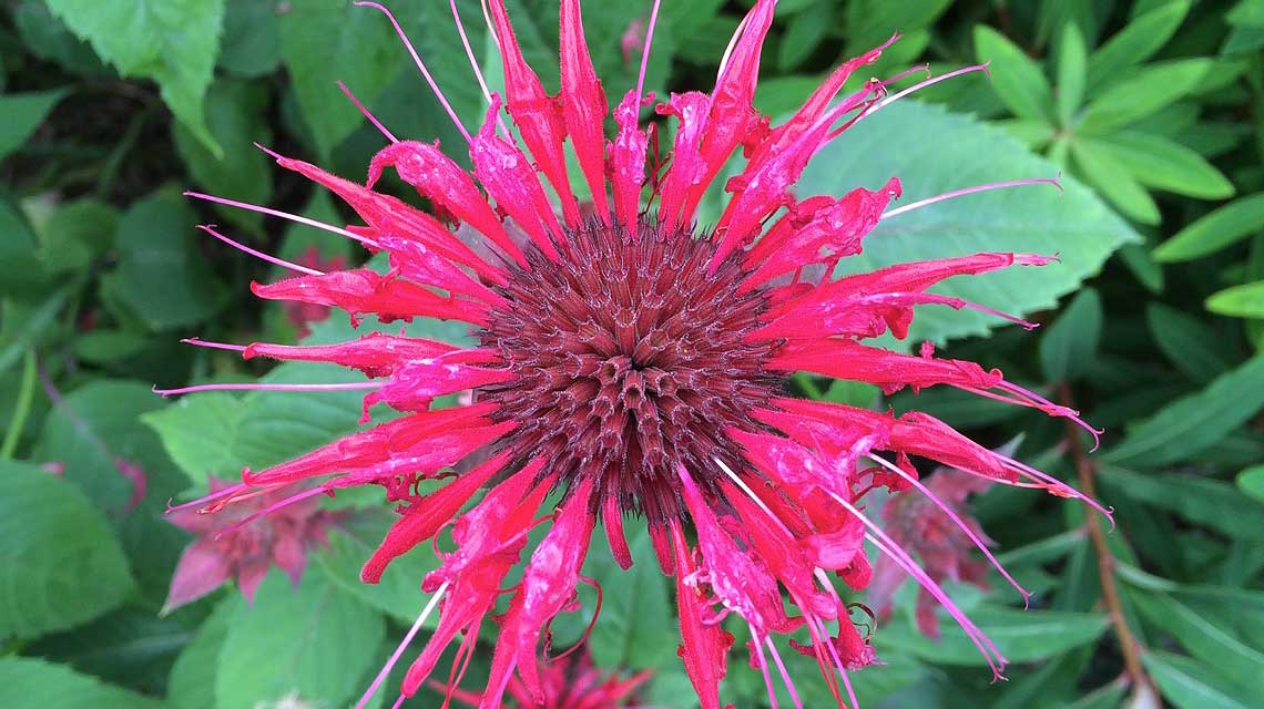 A close-up of Monarda, showing its spiky cerise petals and dark red centre.