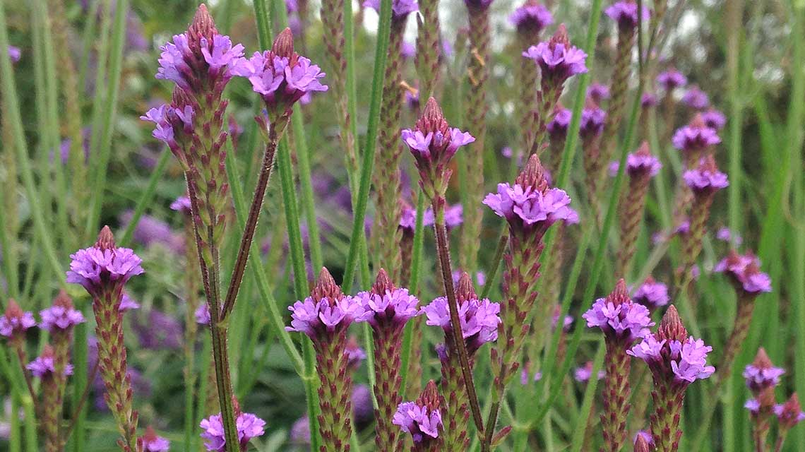 Verbena-Blue-Spires