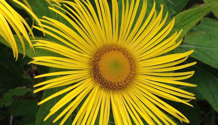 Inula hookeri - a large yellow daisy with long, thin elegant petals.