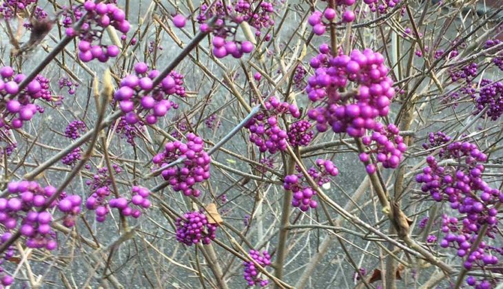 Clusters of small purple berries.