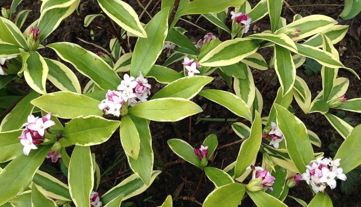 Daphne-odora-Aureo-Marginata