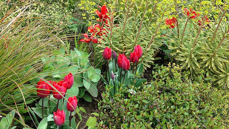 Tulip