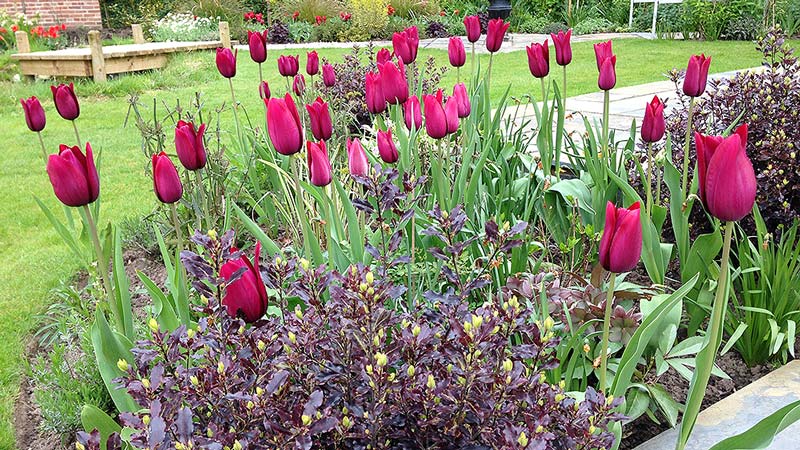 Tulip