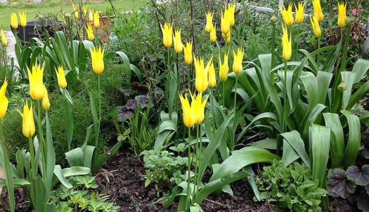 Tulip