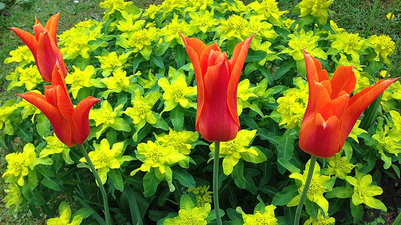 Tulip