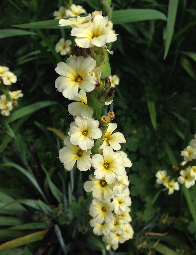 A close up of the creamy yellow flower