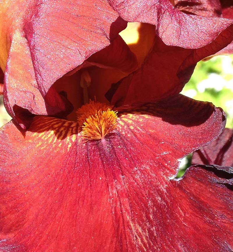 Close up of a stunning red iris at Styal Mill