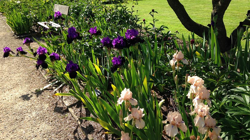 A sunny bed of iris lines the path at Styal Mill