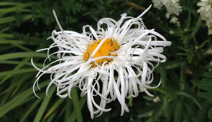 Lively thin white petals surround a yellow centre to the flower