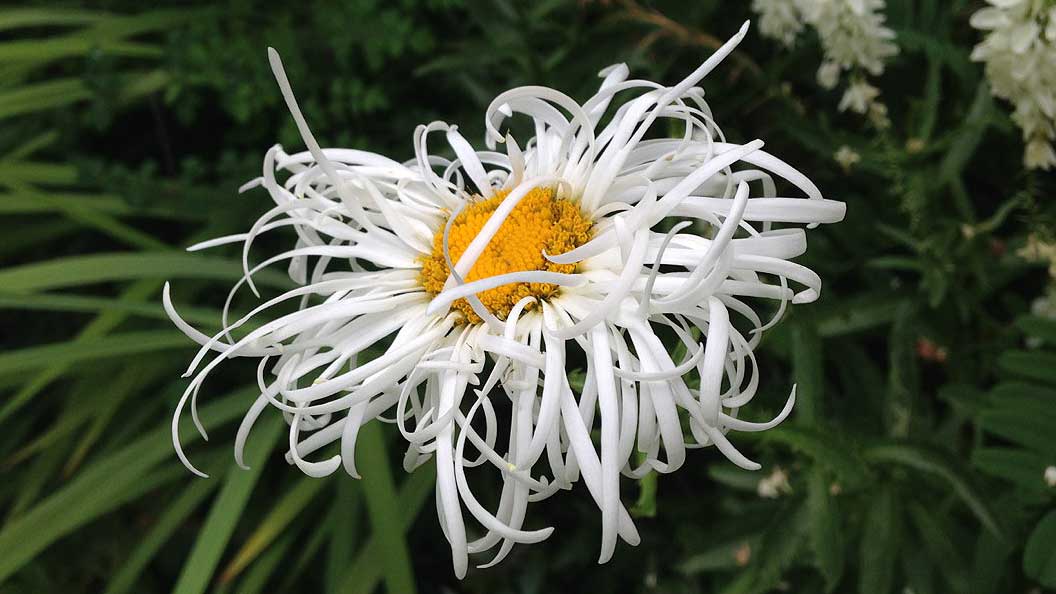 Lively thin white petals surround a yellow centre to the flower