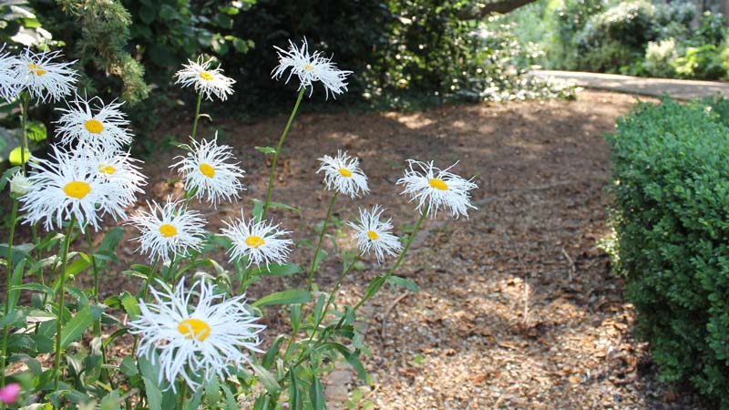 Daisies grouped in the shade of a large tree on a sunny day