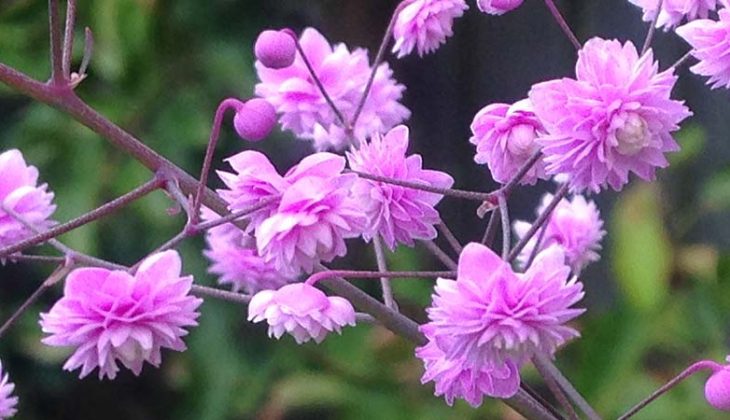 Close up of pretty pink pom pom flowers