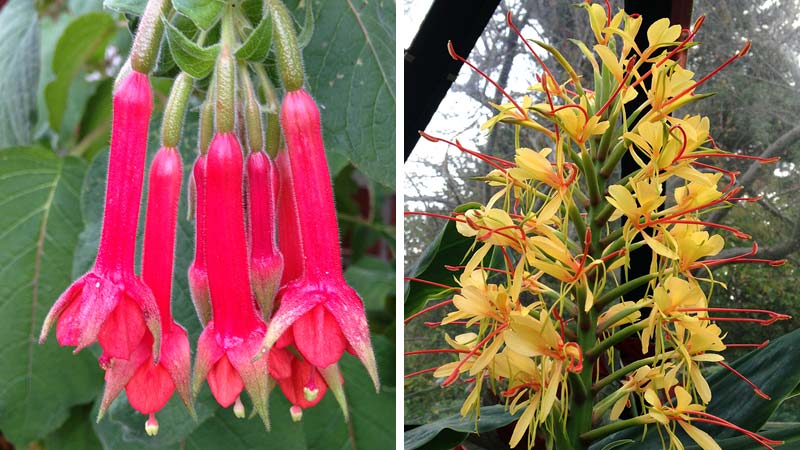 Combination graphic of pink fuschia and bright yellow Hedychium