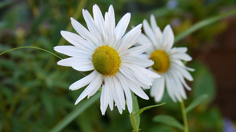 Leucanthemella serotina with white petals and yellow centre