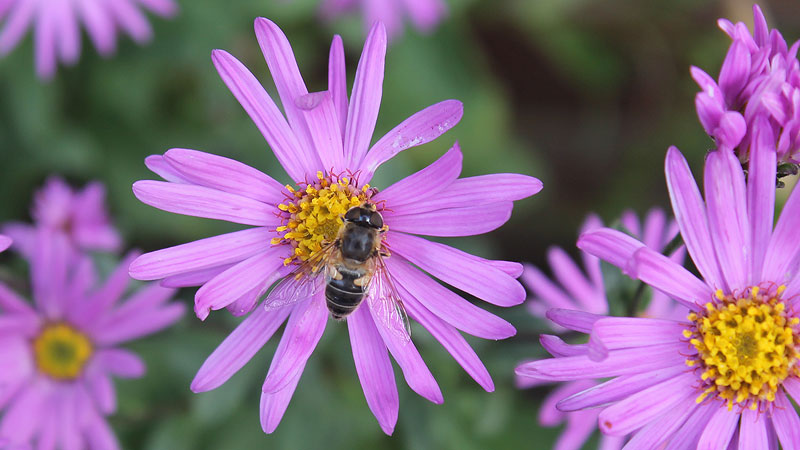 A bee feeds from the pale purple flower with thin petals and a yellow centre