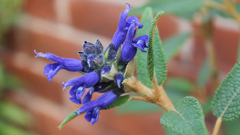 Blue petals of salvia corrugata