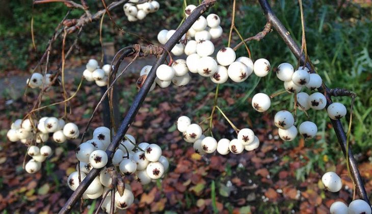 Clusters of white berries