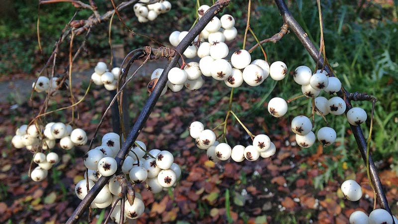 Clusters of white berries