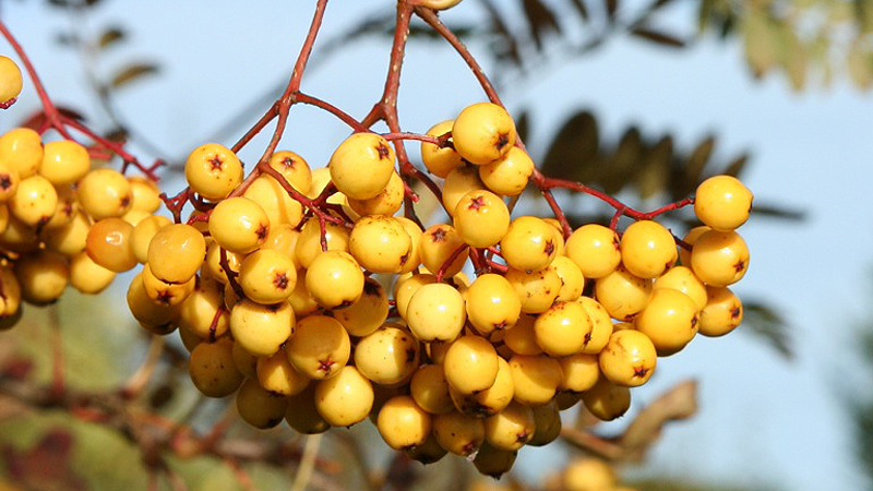 A bunch of pale golden berries hang from thin reddy brown branches