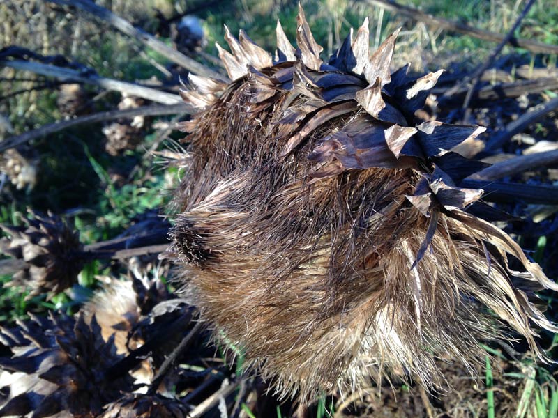 The pale brown hairy cardoon seed head with a dark bown nose-like point