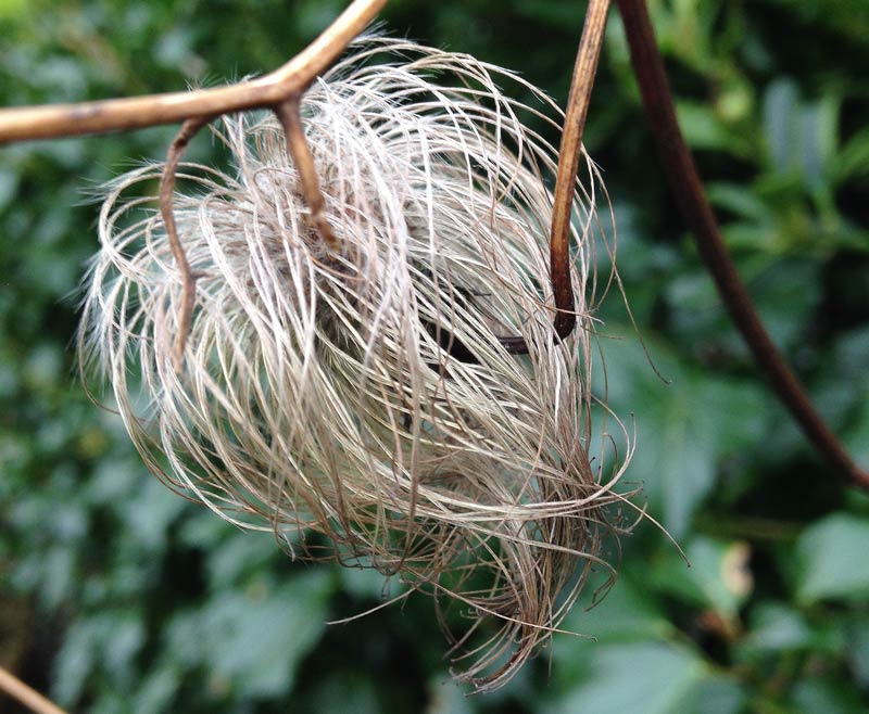 Pale brown seed head resembling a shaggy head of hair