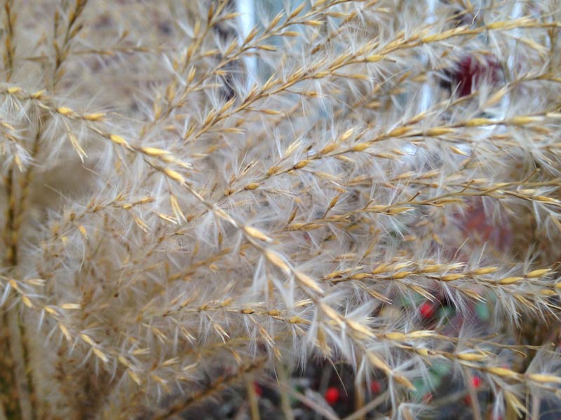 Pale cream seed heads with wispy white 'hairs'