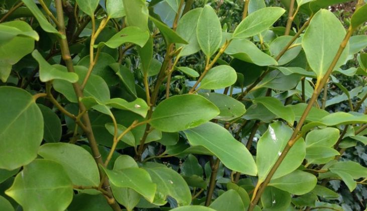 Close up of lush green-leafed shrub