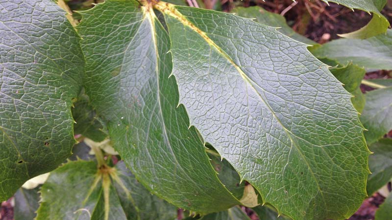Dark green oval-shaped serated leaves