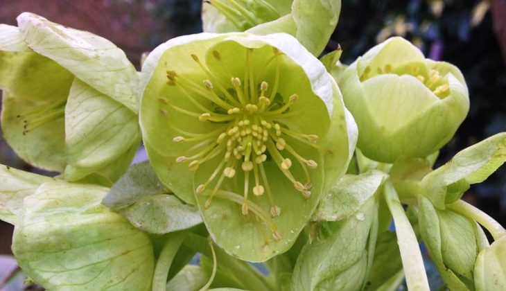 Close up of the lime green flower with yellow stamen