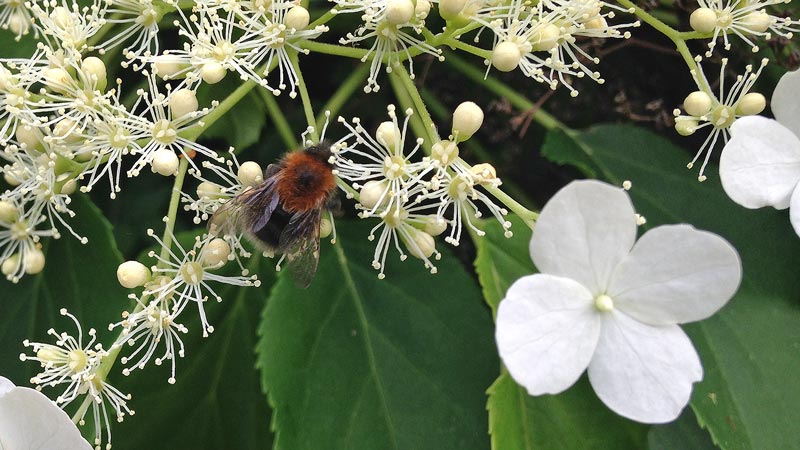 Bee feeding on a hydrangea