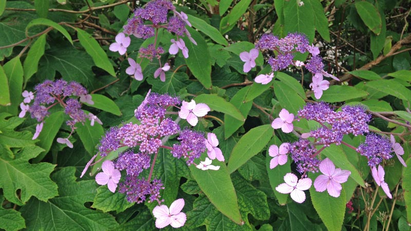 View of several lilac coloured hydragea blooms against their dark green foliage