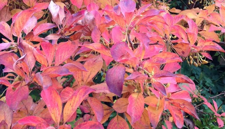Close up showing a plethora of flame red leaves