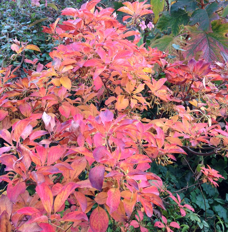 Main view of shrub showing a plethora of flame red leaves