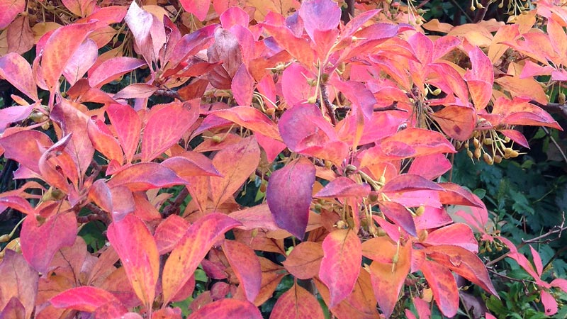 Close up showing a plethora of flame red leaves