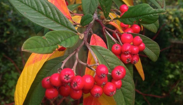 Cropped featured image showing clusters of bright red berries hang off branches with deep green leaves