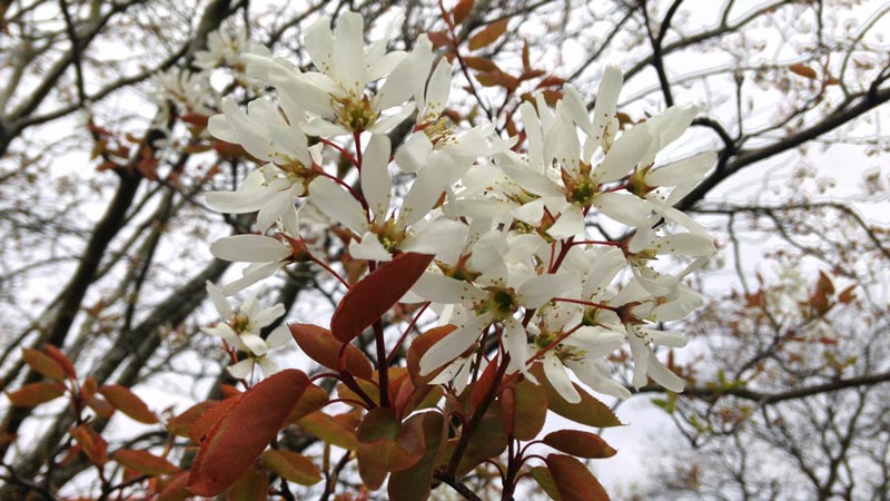 Elegant long white petals cluster over their long bronze leaves