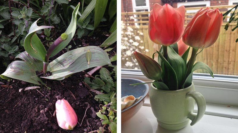 Composite image – Left: a decapitated pale pink tulip lies next to its stem. Right: Three peach tulip flowers and stems sitting in a pale green vase