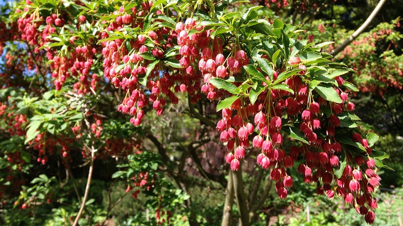 A bough heavily laden with red flowers