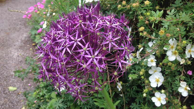 Allium cristophii