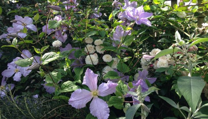Pale purple clematis flowers
