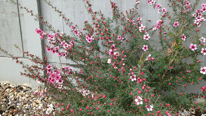 Close up showing red and white flowers