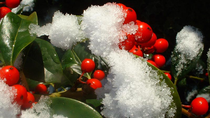 Ilex aquifolium ‘J.C. van Tol’